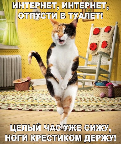 котик.jpg