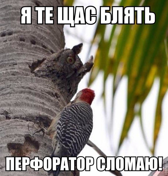 VK_Saved_Photo_ 636150182740714897.jpg